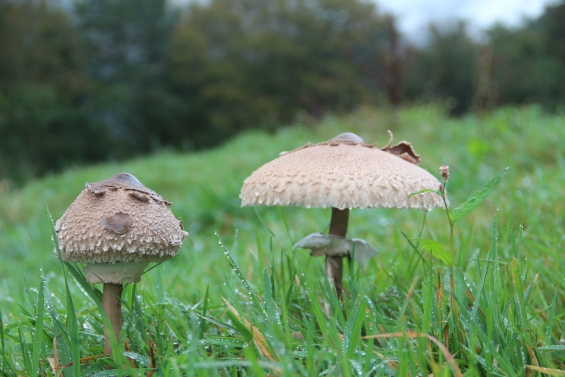 The joy of foraging, parasol mushrooms 